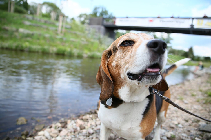 dog, beagle, river