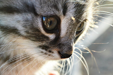 katė, kačiukas, gyvūnai, asmuo, akis, augintiniai, nosies