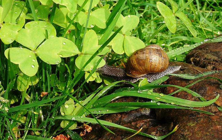 snail, rain, animal, field, animals, nature, rocio