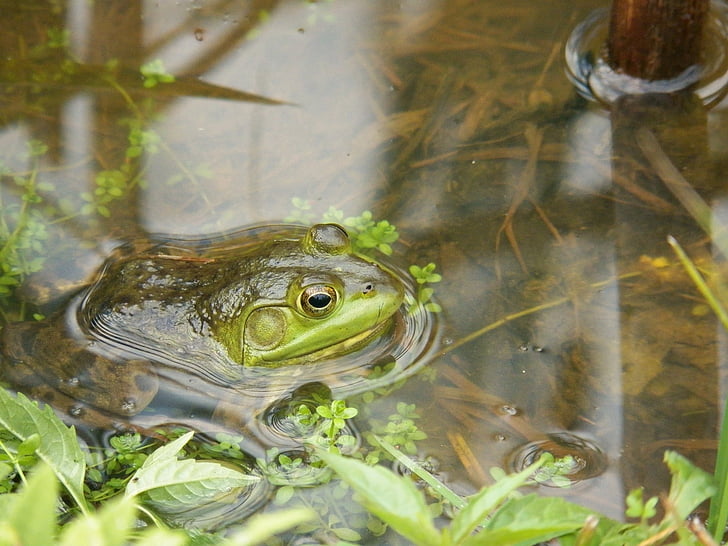 žaba, žaby, ropucha, ropuchy, rybník, vody, Brook