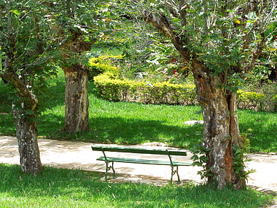 公園, 木, 公園のベンチ, 風景