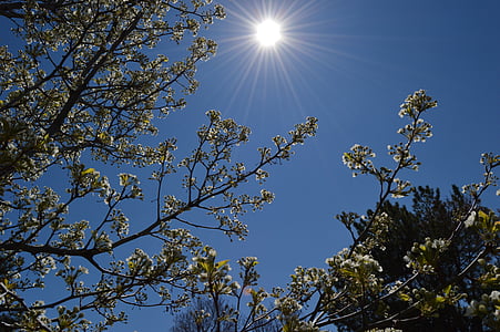 Primavera, céu, sol, dia, galhos de árvores, ensolarado, luz do sol