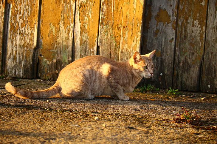 kedi, Sonbahar, ahşap, akşam ışığı, yavru kedi, sonbahar renk