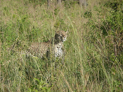 Leopard, katt, djur, afrikanska, naturen, Kenya, gräs