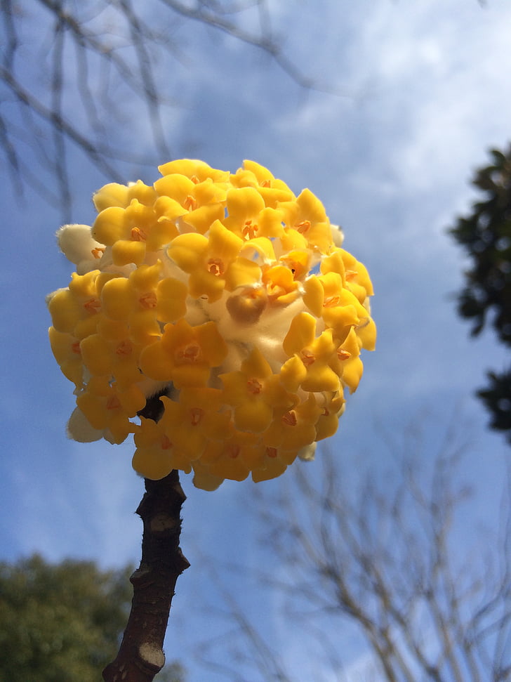 spring, edgeworthia, blue sky, flower, yellow, close-up