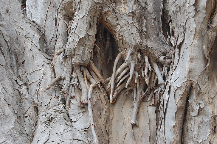 log, root, bark, overgrown, wood, tree, nature