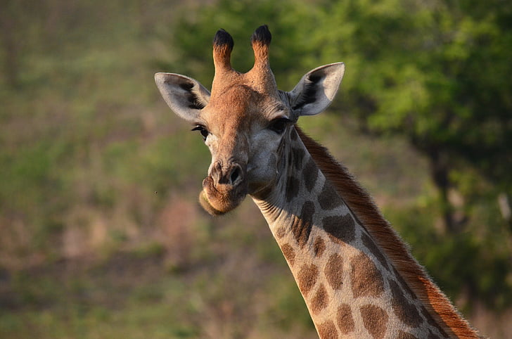 zsiráf, Afrika, szavanna, Dél-Afrika, vadon élő állatok, szafari állatok, természet