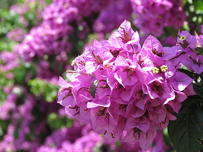 花, 紫, 低木の花