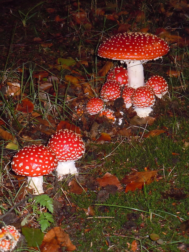 mushroom, nature, agaric