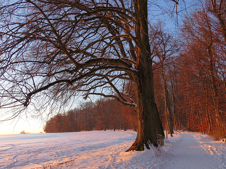 Зарево, дърво, залез, abendstimmung, романтика, зимни, изглежда