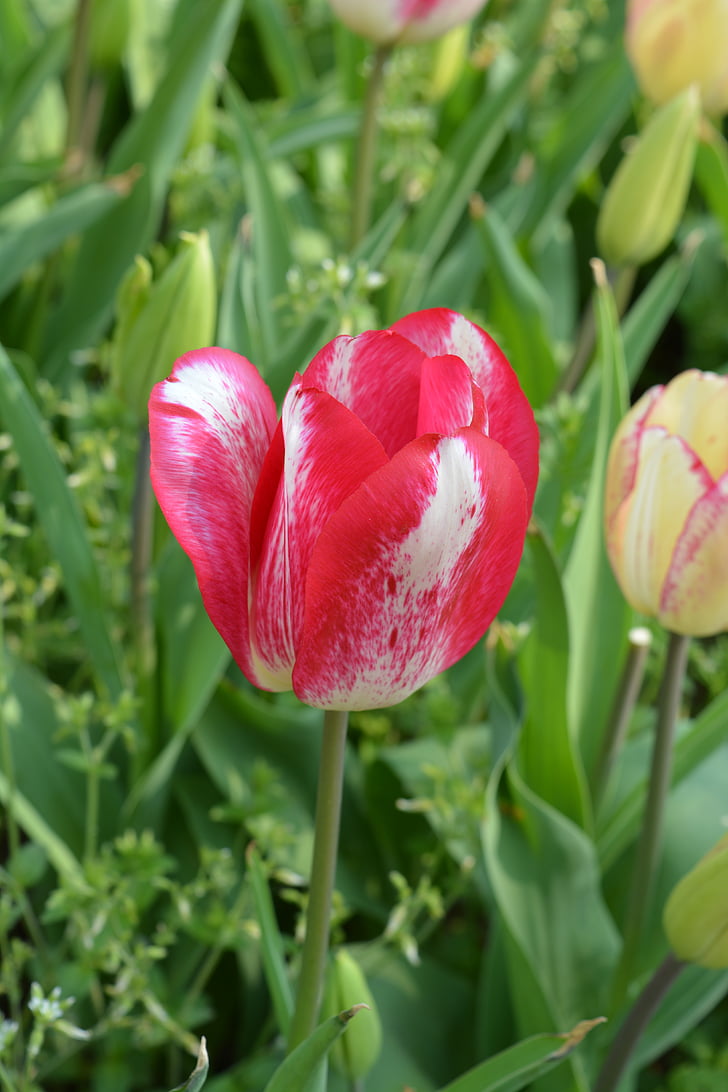 Tulip, merah, bunga