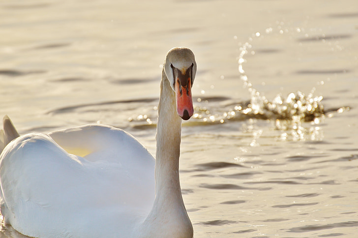 Swan, vody, Bodamské jazero, svet zvierat, jazero, vták, pierko