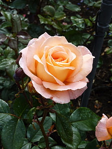Rosa, flor, flor, tancar, albercoc, roses de jardí, sola flor