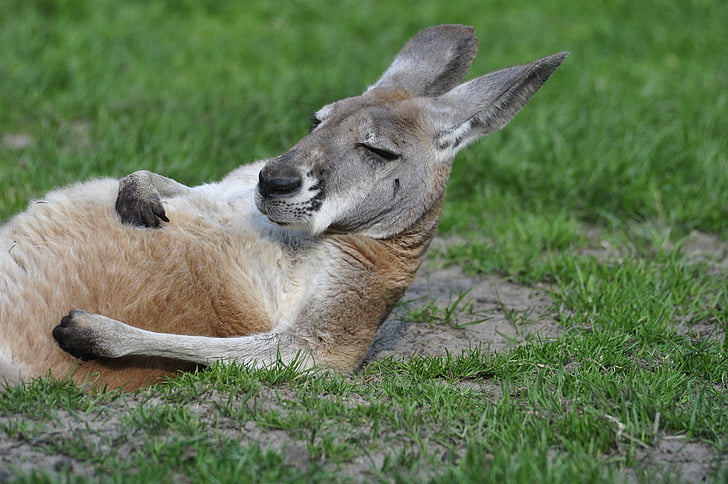 Känguru, Es liegt, Grass, Zoo, liegen, Tier, tierische wildlife