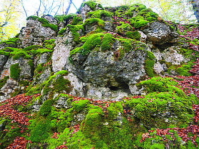 stein, Moss, bemoost, grønn, overgrodd, selvfølgelig, skog