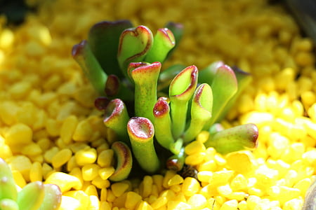 fleshy in this, a fleshy plant, flowers, flower, potted plant, plants, succulent