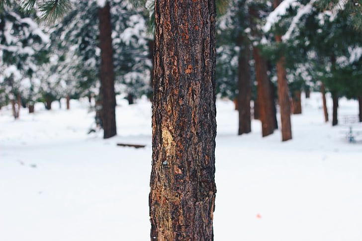 snow, covered, tree, forest, wood, bark, tree trunk