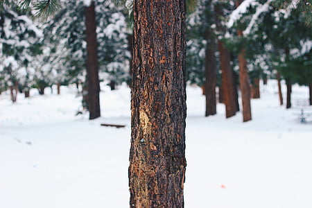 sneeuw, gedekt, boom, bos, hout, schors, boomstam