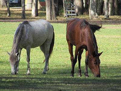 konji, Haras, živali