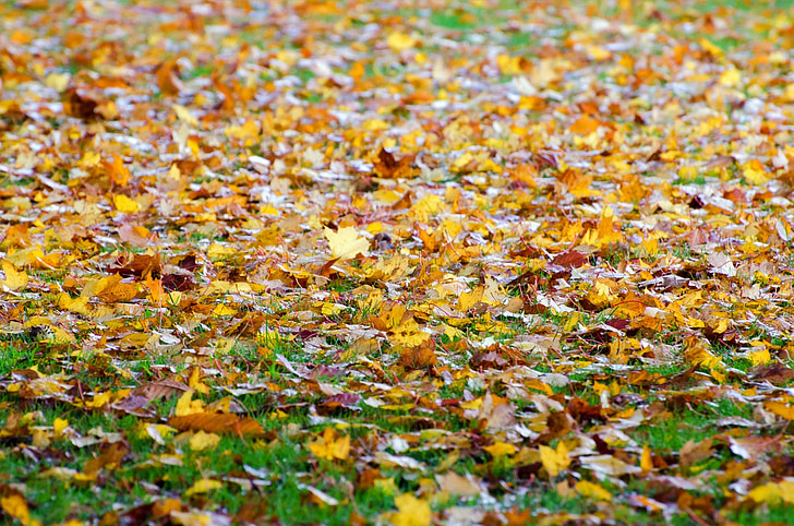 lapų, lapai, fono, žolės, rudenį, metų laikai, Gamta