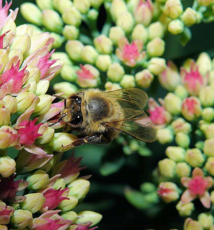 čebela, cvet, cvet, blizu, opraševanje, makro, insektov