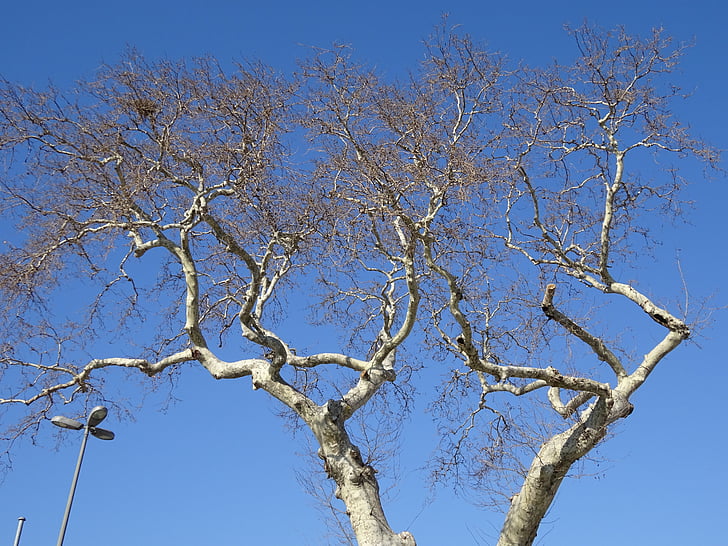 tree, branches, blue, nature