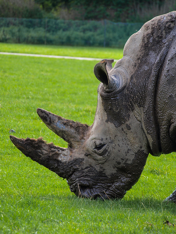 Rhino, animaux, Parc animalier, manger, rhinocéros, animal sauvage