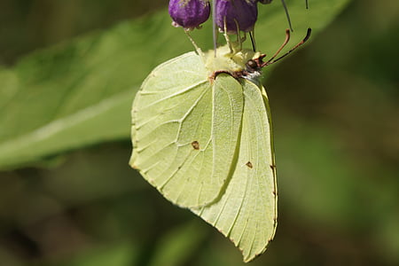 gonepteryx rhamni, πεταλούδα, έντομο, Κίτρινο, ερημιά, λουλούδια, ένα ζώο