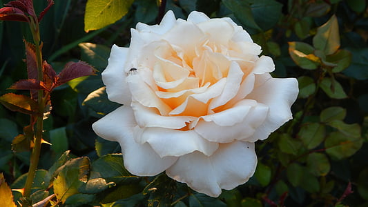Rosa, flor, roses grogues