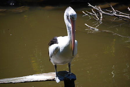 pelican, bird, wild life, lake, australia, nature