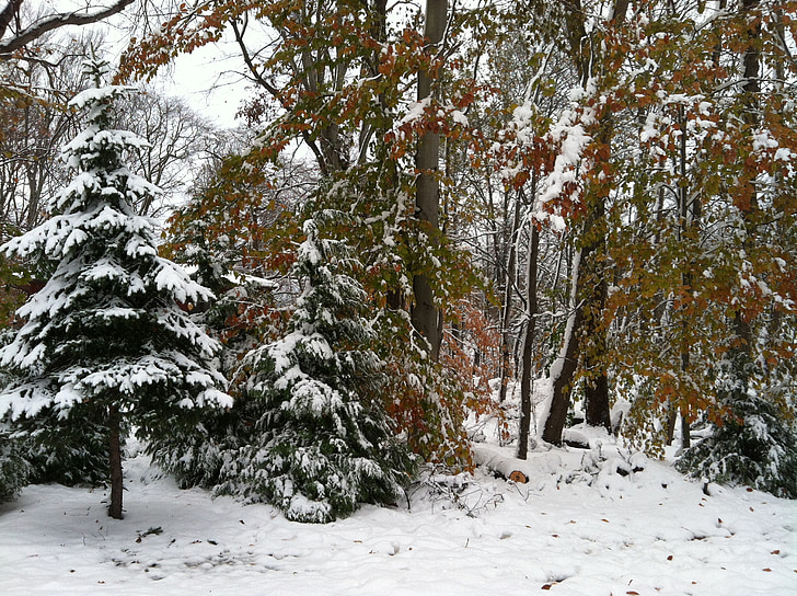 snow, trees, winter, cold, nature, landscape