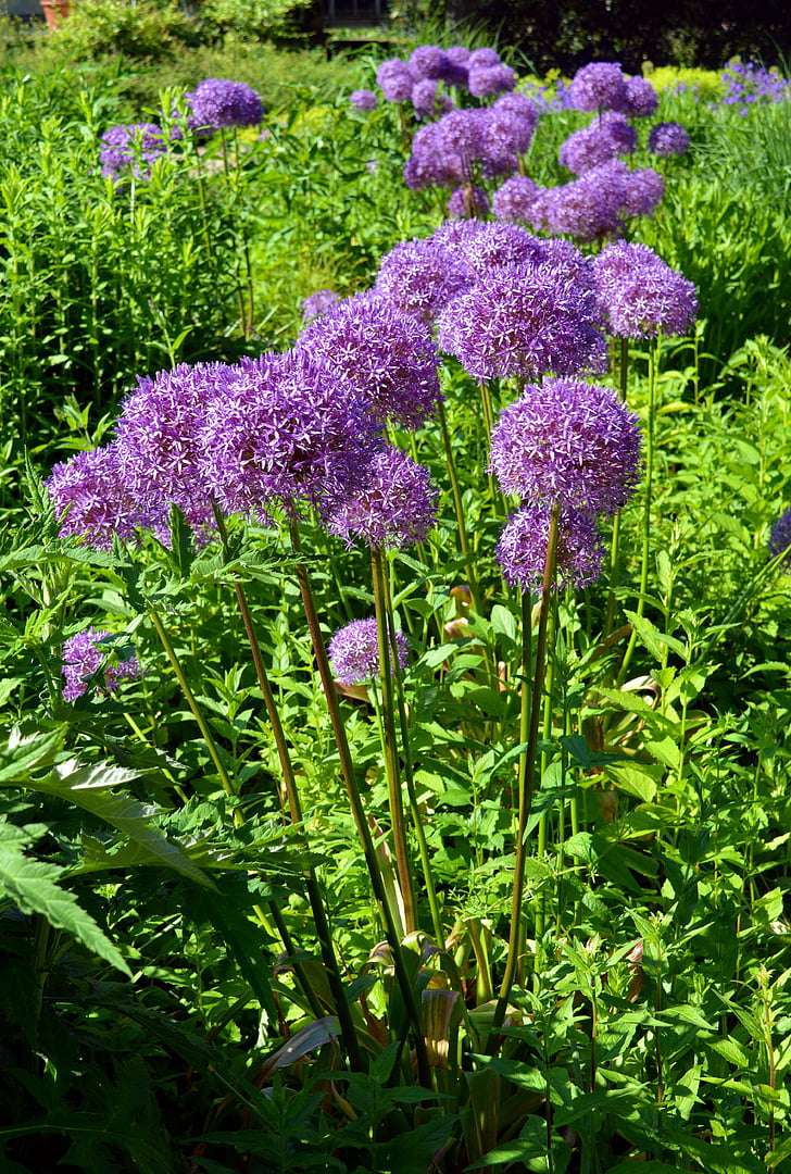 ornamentale Zwiebel, schon früh, violett, Natur, Allium, lila, Zwiebel-Blume