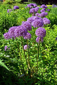 okrasne čebule, zgodaj, vijolična, narave, Allium, vijolična, čebula cvet