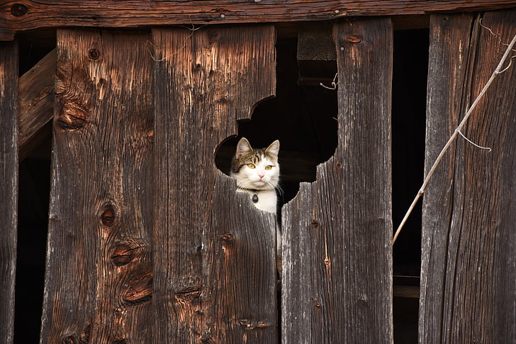 cat, barn, hiding place, wooden wall, lapsed, weathered, domestic cat