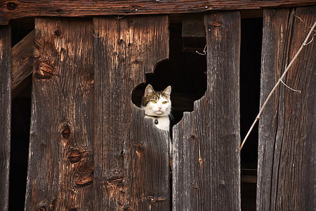 猫, 納屋, 隠れ場所, 木製の壁, 経過, 風化, 国内の猫