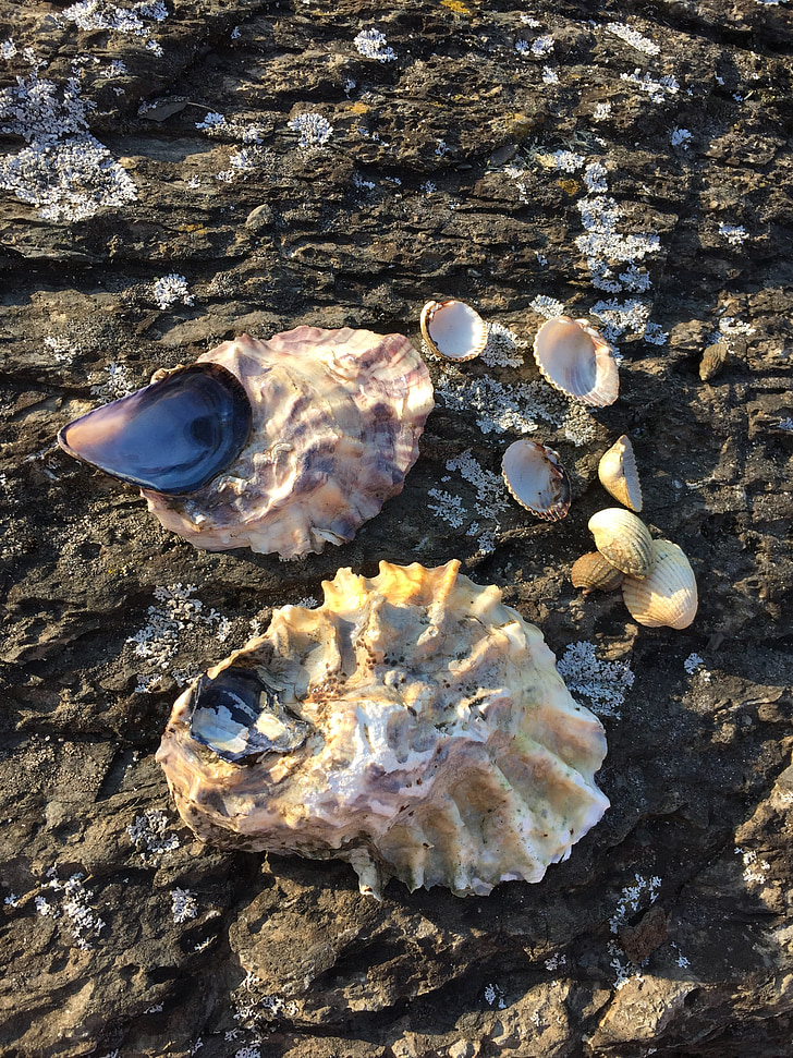 Seashell, Sea shell, Ocean, strandlinjen, stranden, Shell