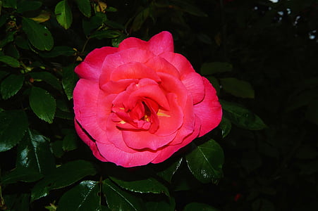 Blume, Blüte, Bloom, in der Nähe, rot, Anlage, Fiore