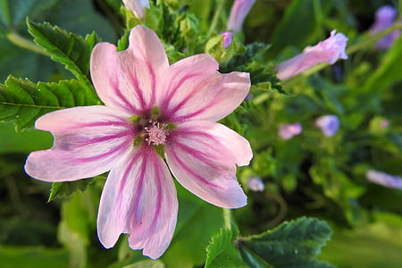 roosid-kassinaeris, Sigmar herb, terav lill, looduslike mallow, loodus, taim, lill