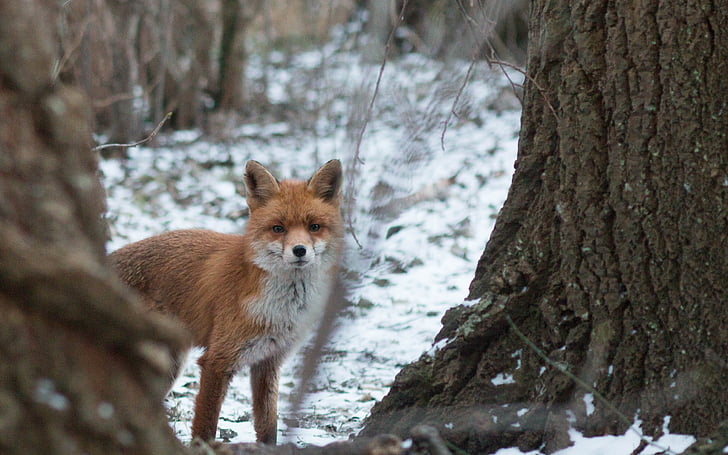 Fuchs, śnieg, zimowe, Natura, dzikie zwierzę, snowy, chłodny