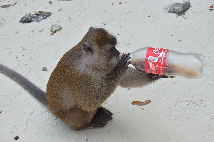 životinja, majmun piće, boca