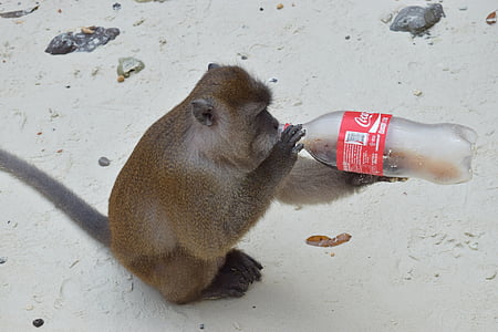 hewan, monyet minuman, botol