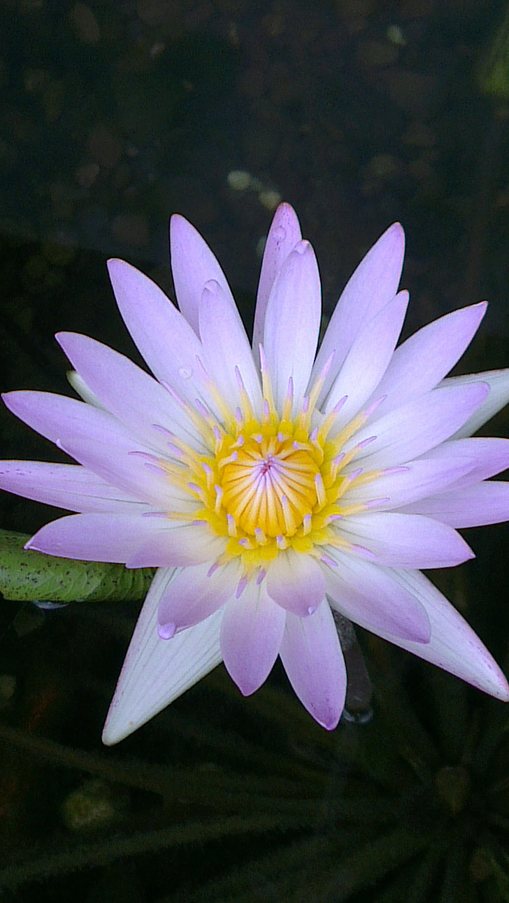 blomst, Lotus, natur