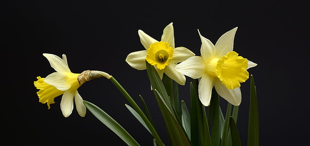 daffodils, flowers, yellow, spring, daffodil, narcissus pseudonarcissus, nature