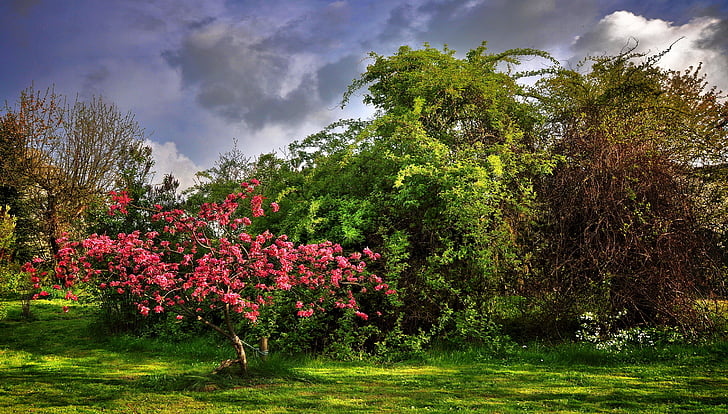 Paradise tree, kert, tavaszi, Lengyelország, cserjék, rózsaszín, természet