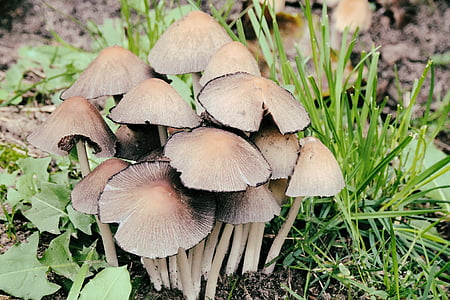 mushrooms, forest, nature, forest floor, moist