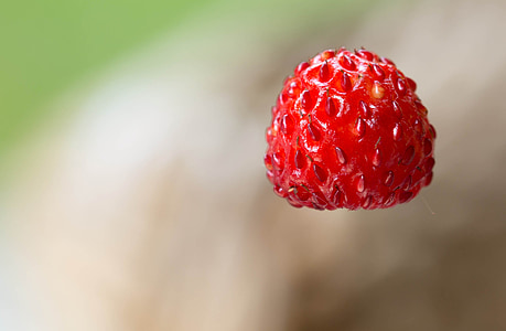 small wild strawberry, berries, fruit, red, plant, fruits