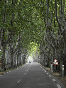 plane trees, tree, avenue, wood, nature, road