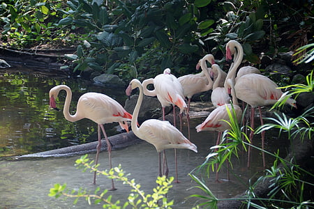 Flamingo, pájaro del agua, pluma, pico, aves, rosa, Flamingos