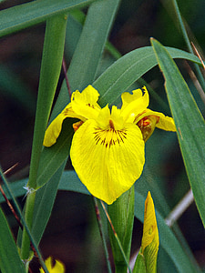 Iris, l'aigua Iris, Iris pseudacorus, iridacea, flor groga, Marjal, vegetació