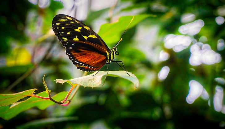 papillon, insecte, couleurs, coloré, belle, nature, à l’extérieur
